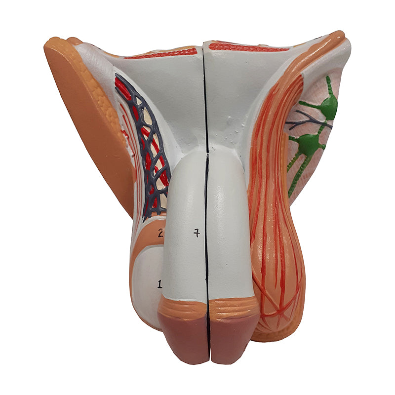 Load image into Gallery viewer, Male Genital Organ Model, 4 Parts