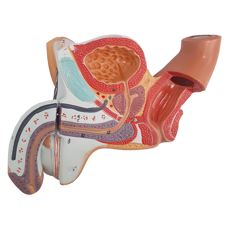 Load image into Gallery viewer, Male Genital Organ Model, 4 Parts