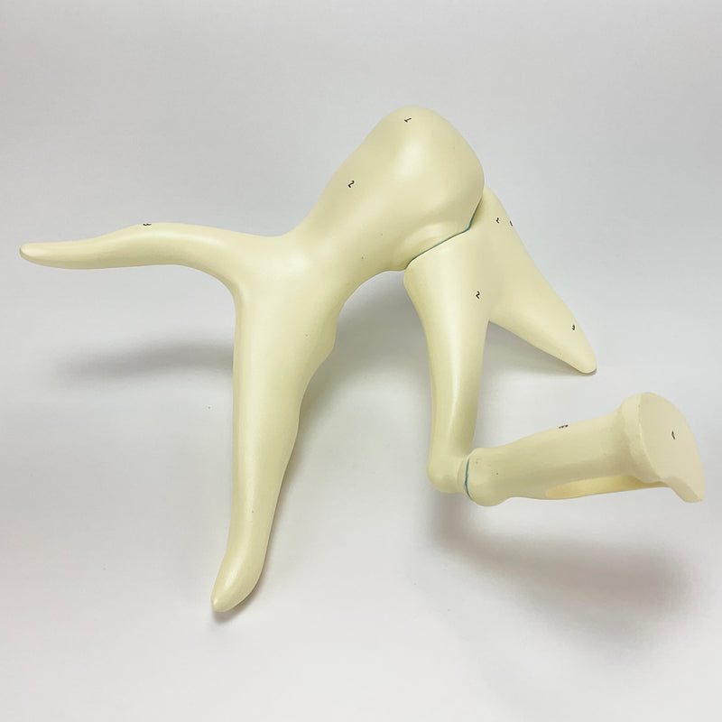 Load image into Gallery viewer, Auditory Ossicle Model, 20X Enlarged