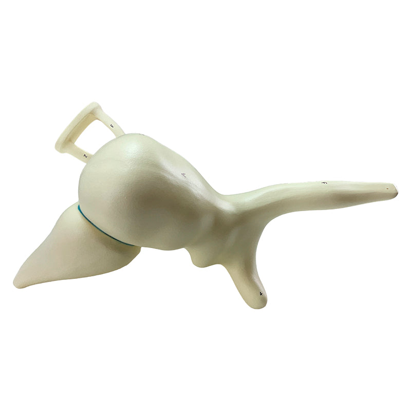 Load image into Gallery viewer, Auditory Ossicle Model, 20X Enlarged