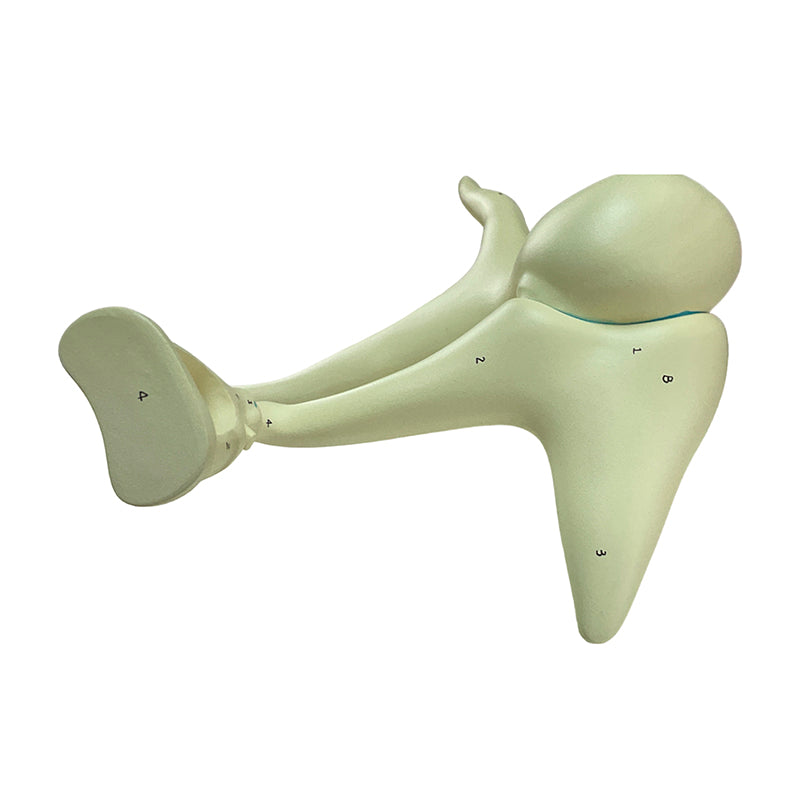 Load image into Gallery viewer, Auditory Ossicle Model, 20X Enlarged