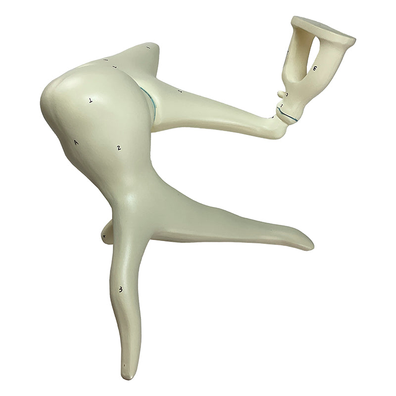 Load image into Gallery viewer, Auditory Ossicle Model, 20X Enlarged