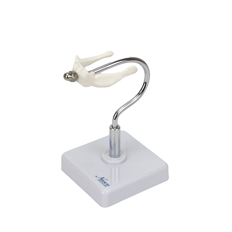 Load image into Gallery viewer, Hyoid Bone Model