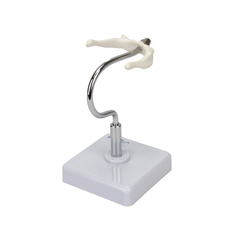 Load image into Gallery viewer, Hyoid Bone Model