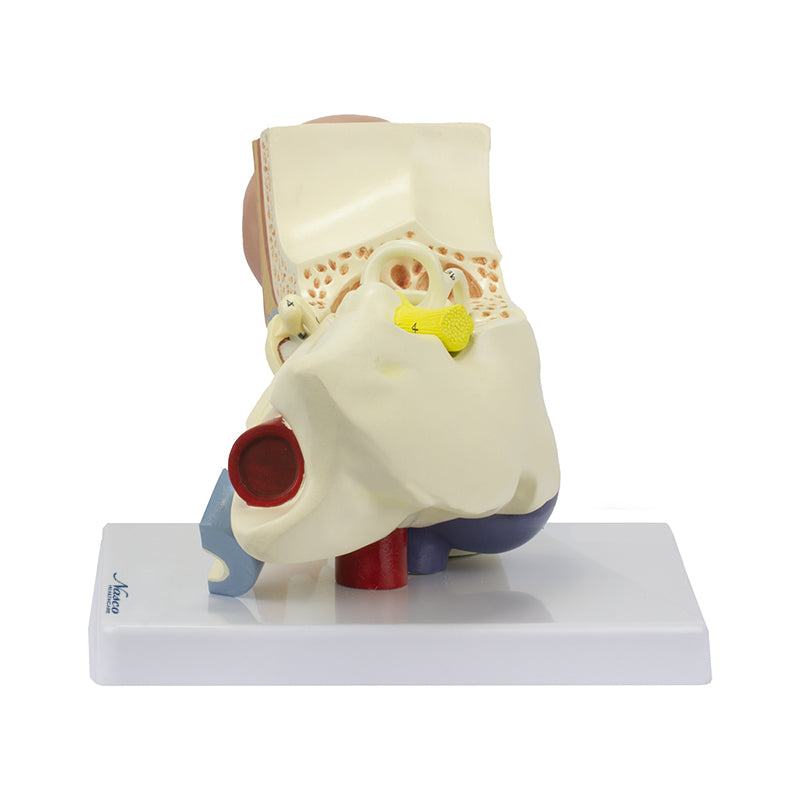 Load image into Gallery viewer, Ear Model, 3X Enlarged, 3-Parts