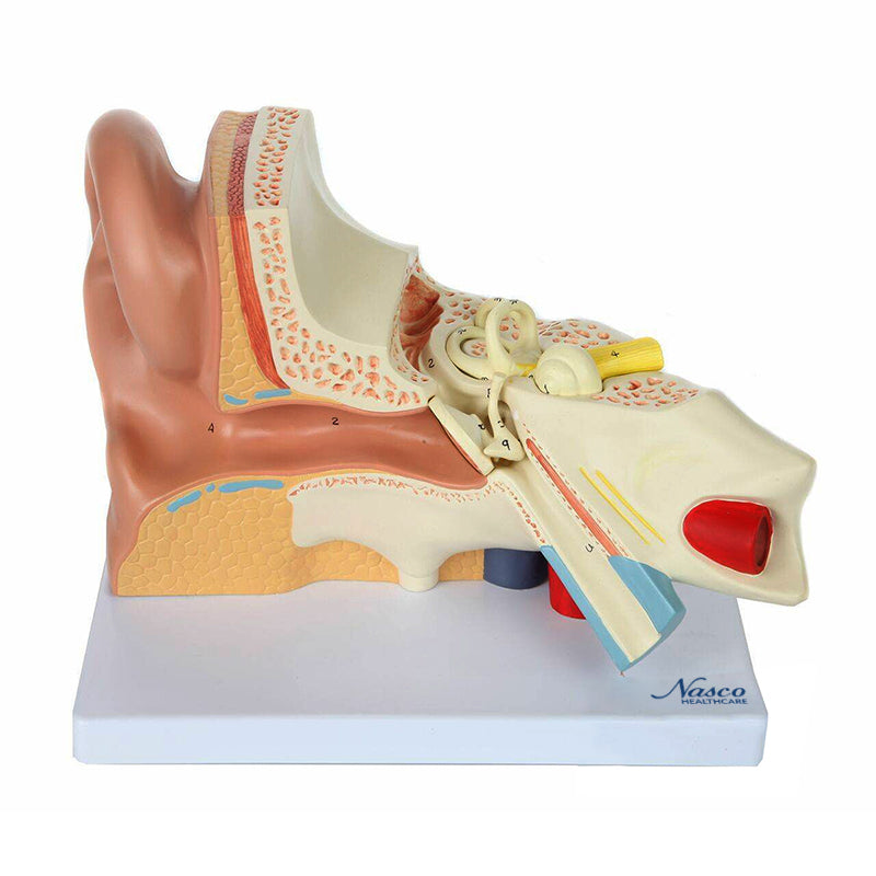 Load image into Gallery viewer, Ear Model, 3X Enlarged, 5-Parts