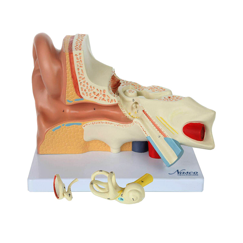 Load image into Gallery viewer, Ear Model, 3X Enlarged, 5-Parts