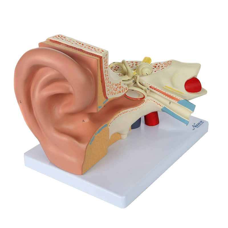 Load image into Gallery viewer, Ear Model, 3X Enlarged, 5-Parts