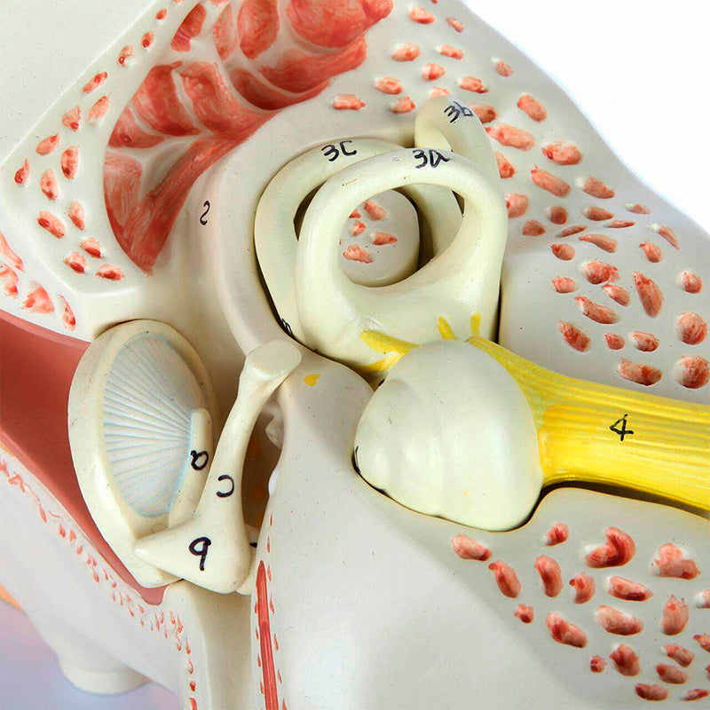 Load image into Gallery viewer, Ear Model, 3X Enlarged, 5-Parts