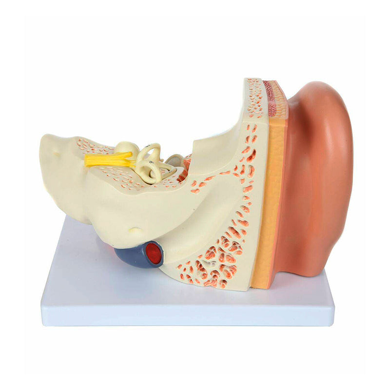 Load image into Gallery viewer, Ear Model, 3X Enlarged, 5-Parts