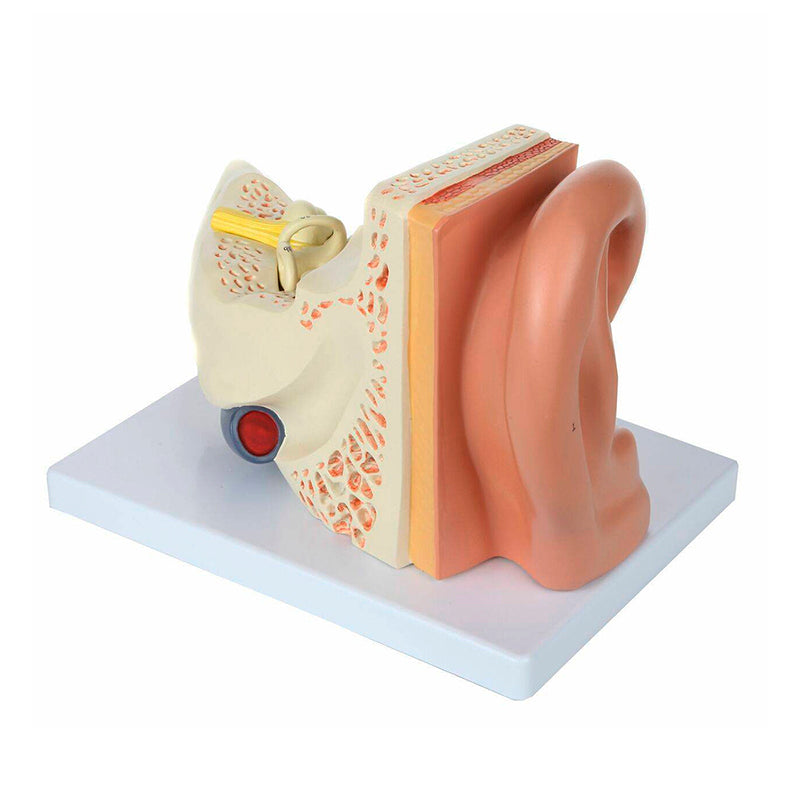 Load image into Gallery viewer, Ear Model, 3X Enlarged, 5-Parts