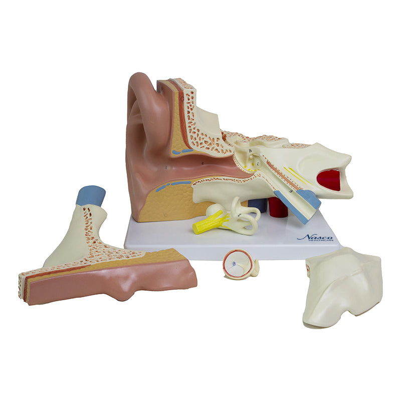 Load image into Gallery viewer, Ear Model, 3X Enlarged, 5-Parts