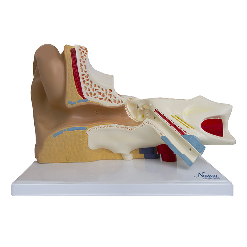 Load image into Gallery viewer, Ear Model, 3X Enlarged, 6-Parts