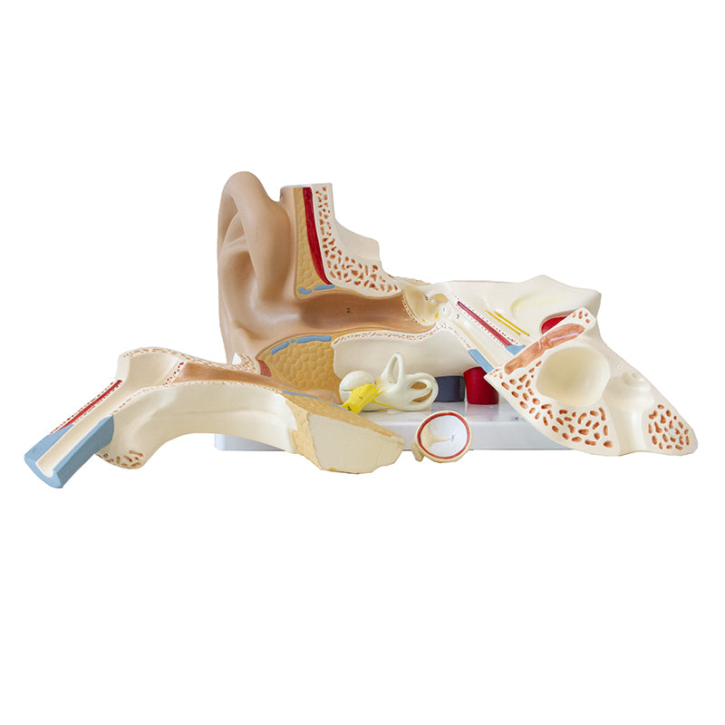 Load image into Gallery viewer, Ear Model, 3X Enlarged, 6-Parts