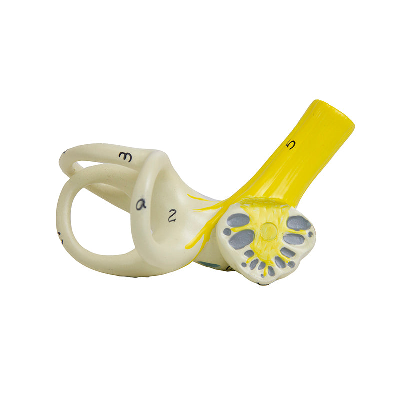 Load image into Gallery viewer, Ear Model, 3X Enlarged, 6-Parts