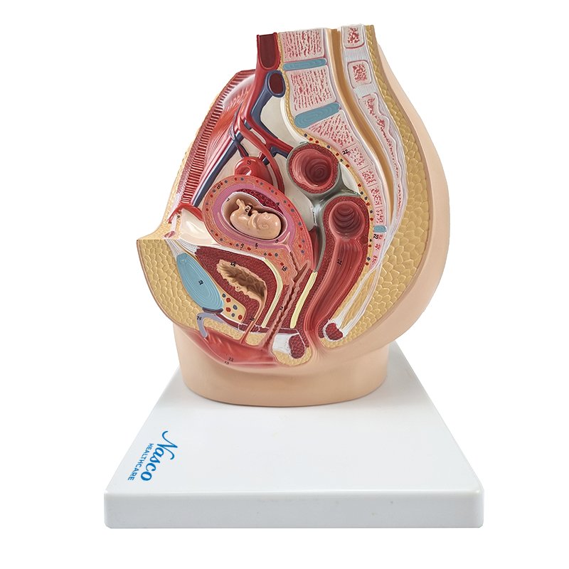 將圖像載入到圖庫檢視器中, Pelvis with 8-Week Embryo Model