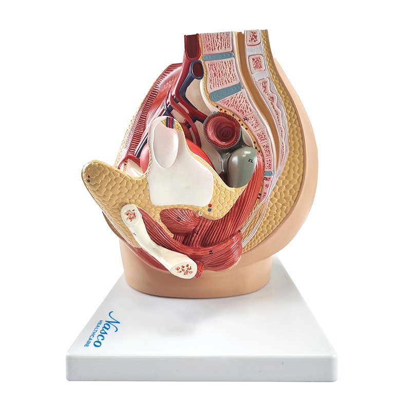 將圖像載入到圖庫檢視器中, Pelvis with 8-Week Embryo Model