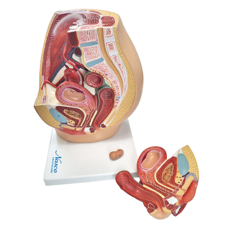 將圖像載入到圖庫檢視器中, Pelvis with 8-Week Embryo Model