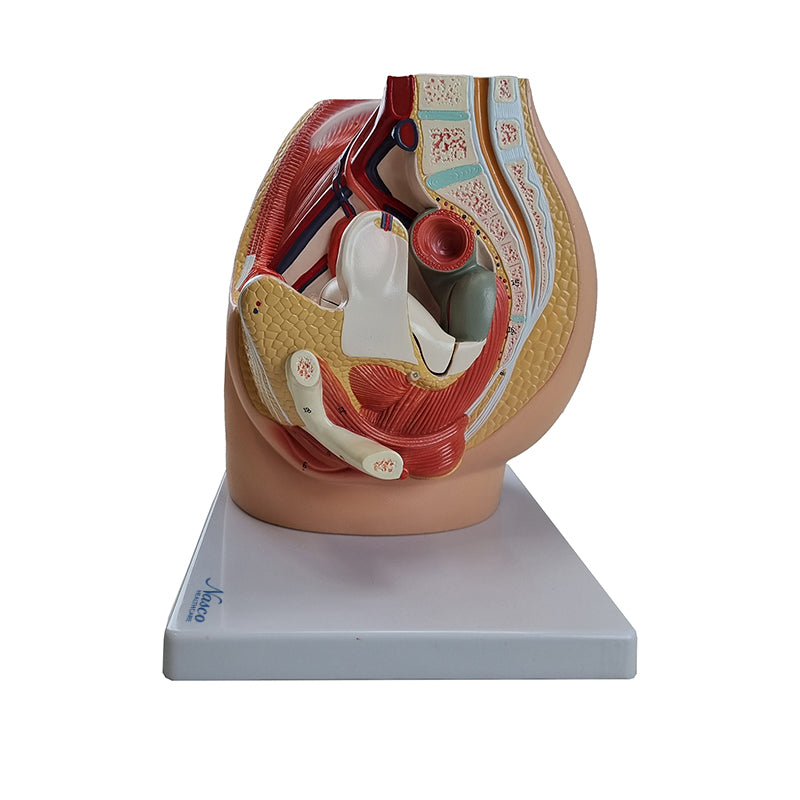 Load image into Gallery viewer, Female Pelvis Model with Internal Organs Model, 3 Parts