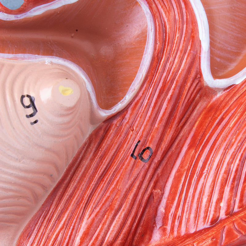 Load image into Gallery viewer, Female Pelvis Model, Median Section, 2 Parts