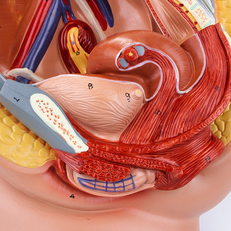 Load image into Gallery viewer, Female Pelvis Model, Median Section, 2 Parts