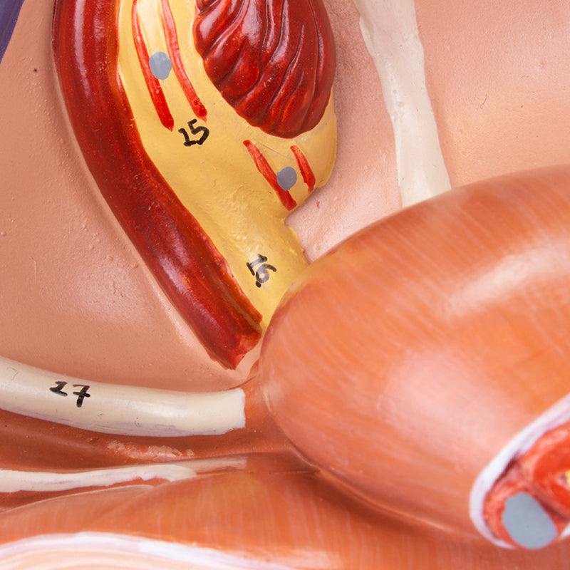 Load image into Gallery viewer, Female Pelvis Model, Median Section, 2 Parts