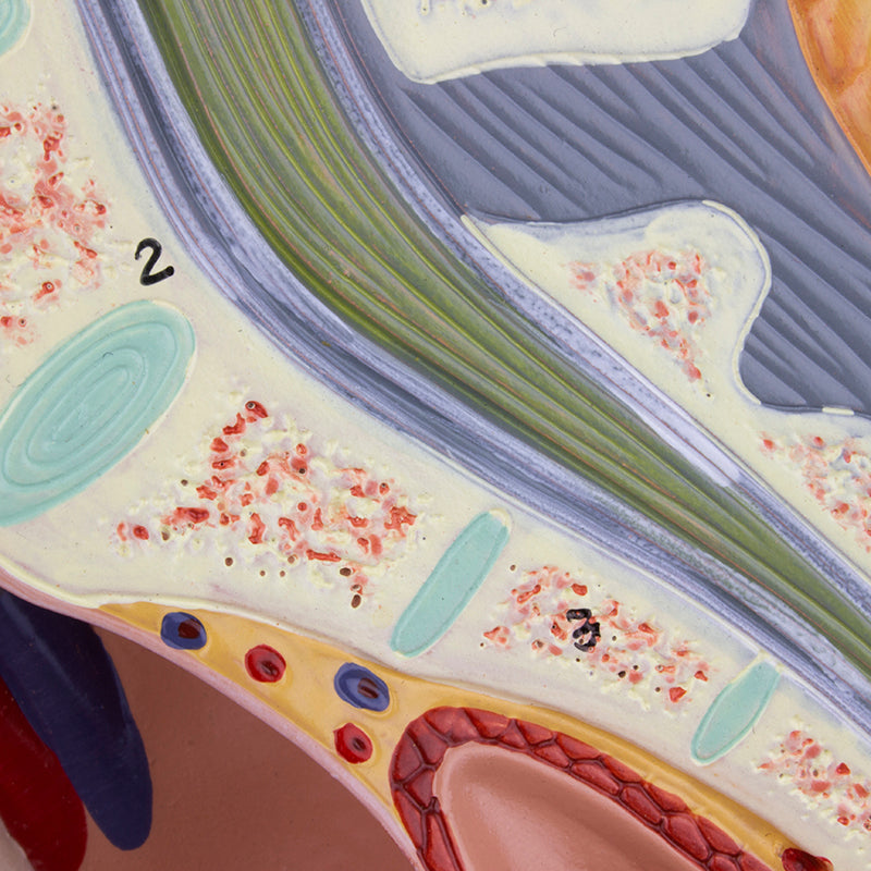 Load image into Gallery viewer, Female Pelvis Model, Median Section, 2 Parts