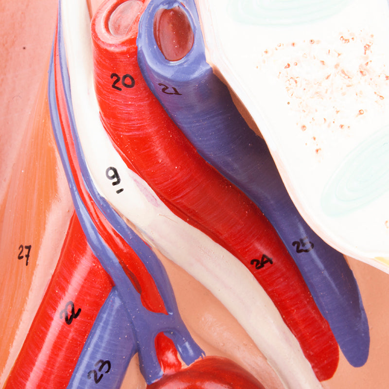 Load image into Gallery viewer, Female Pelvis Model, Median Section, 2 Parts