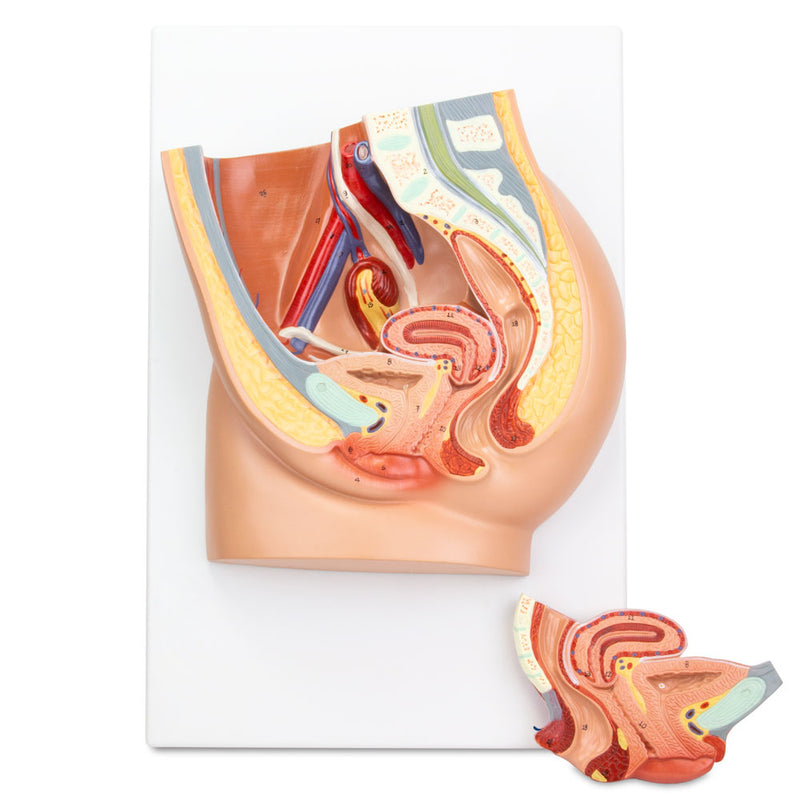 Load image into Gallery viewer, Female Pelvis Model, Median Section, 2 Parts