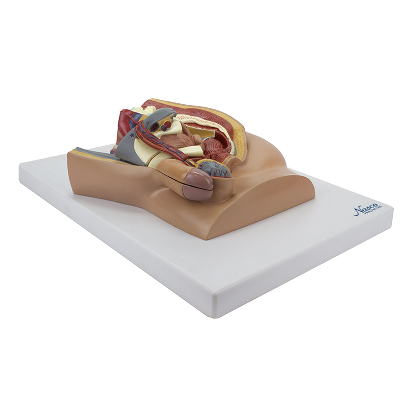 將圖像載入到圖庫檢視器中, Male Pelvis Model, Midsection, 4 Parts