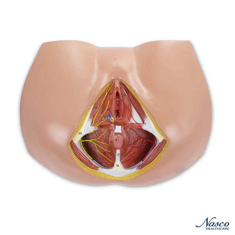 Load image into Gallery viewer, Female Perineum Model