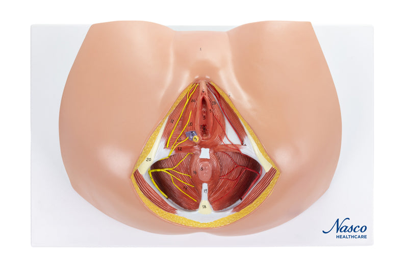 Load image into Gallery viewer, Female Perineum Model