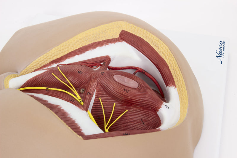 Tải hình ảnh vào trình xem Thư viện, Male Perineum Model