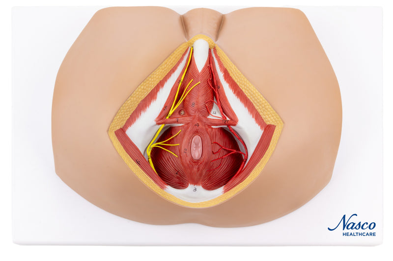 Tải hình ảnh vào trình xem Thư viện, Male Perineum Model