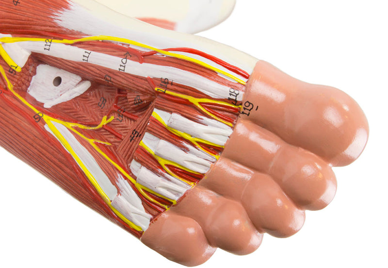 Load image into Gallery viewer, Leg Muscle Model, Detachable, 13 Parts