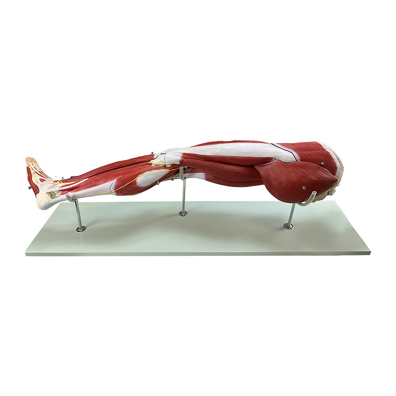 Load image into Gallery viewer, Leg Muscle Model, Detachable, 23 Parts