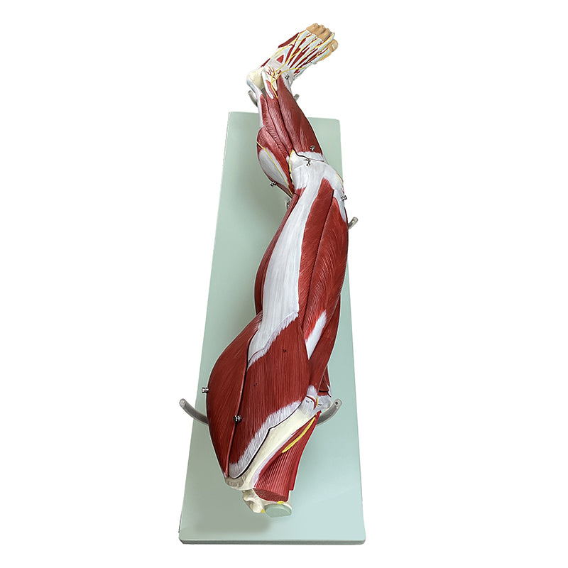 Load image into Gallery viewer, Leg Muscle Model, Detachable, 23 Parts