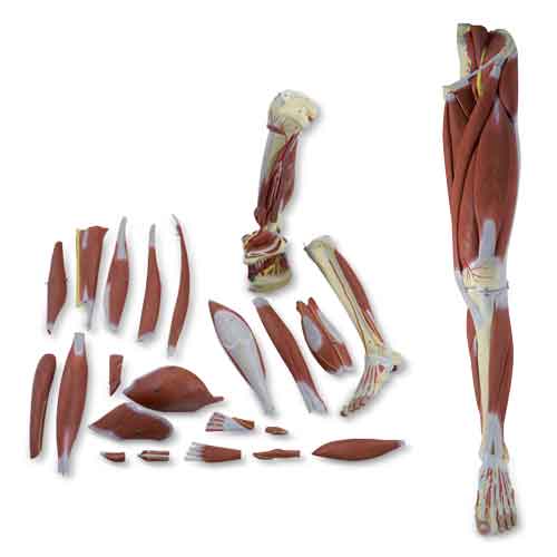 Load image into Gallery viewer, Leg Muscle Model, Detachable, 23 Parts