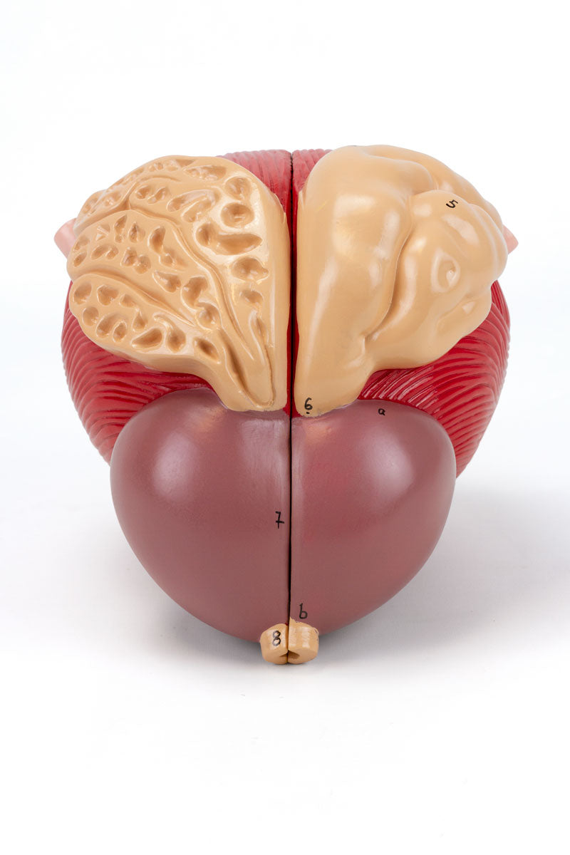 Load image into Gallery viewer, Prostate Model, 3X Enlarged, 2 Parts