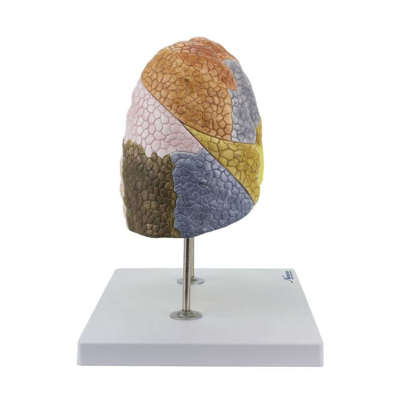 Tải hình ảnh vào trình xem Thư viện, Segmented Lung Model