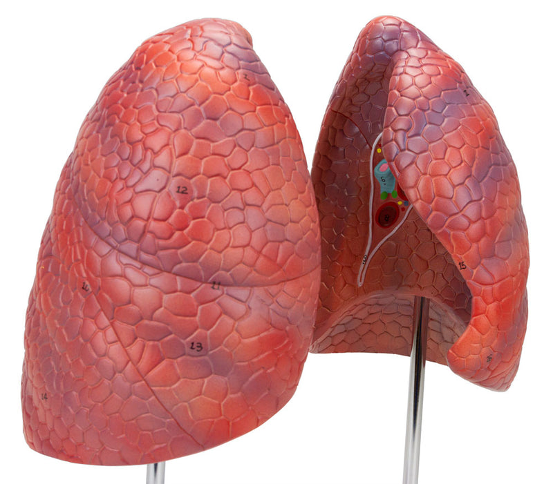 Tải hình ảnh vào trình xem Thư viện, Lung Model, 2 Parts