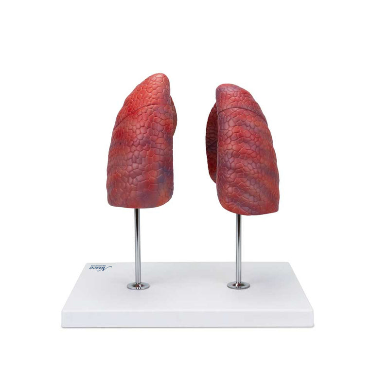 Tải hình ảnh vào trình xem Thư viện, Lung Model, 2 Parts