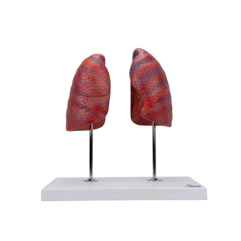 Tải hình ảnh vào trình xem Thư viện, Lung Model, 2 Parts
