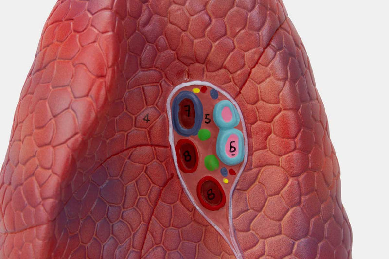 Tải hình ảnh vào trình xem Thư viện, Lung Model, 2 Parts