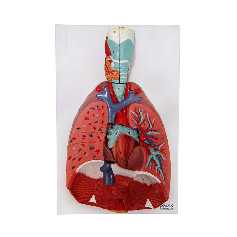 Load image into Gallery viewer, Lungs with Larynx Model, 7-Parts