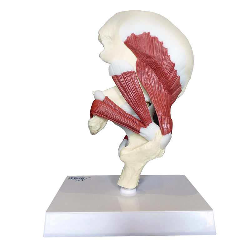 Load image into Gallery viewer, Hip Joint with Muscles Model