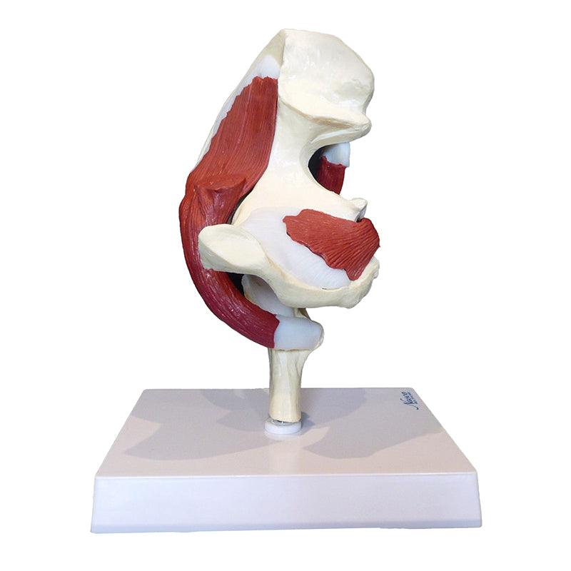 Load image into Gallery viewer, Hip Joint with Muscles Model