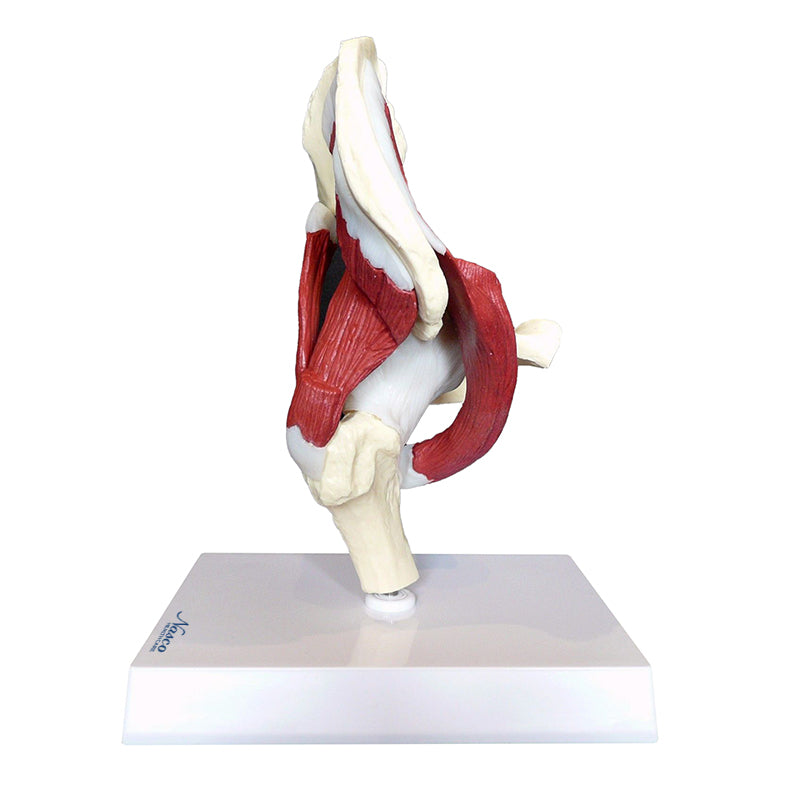 Load image into Gallery viewer, Hip Joint with Muscles Model