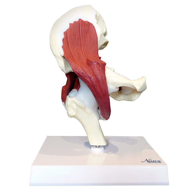 Load image into Gallery viewer, Hip Joint with Muscles Model