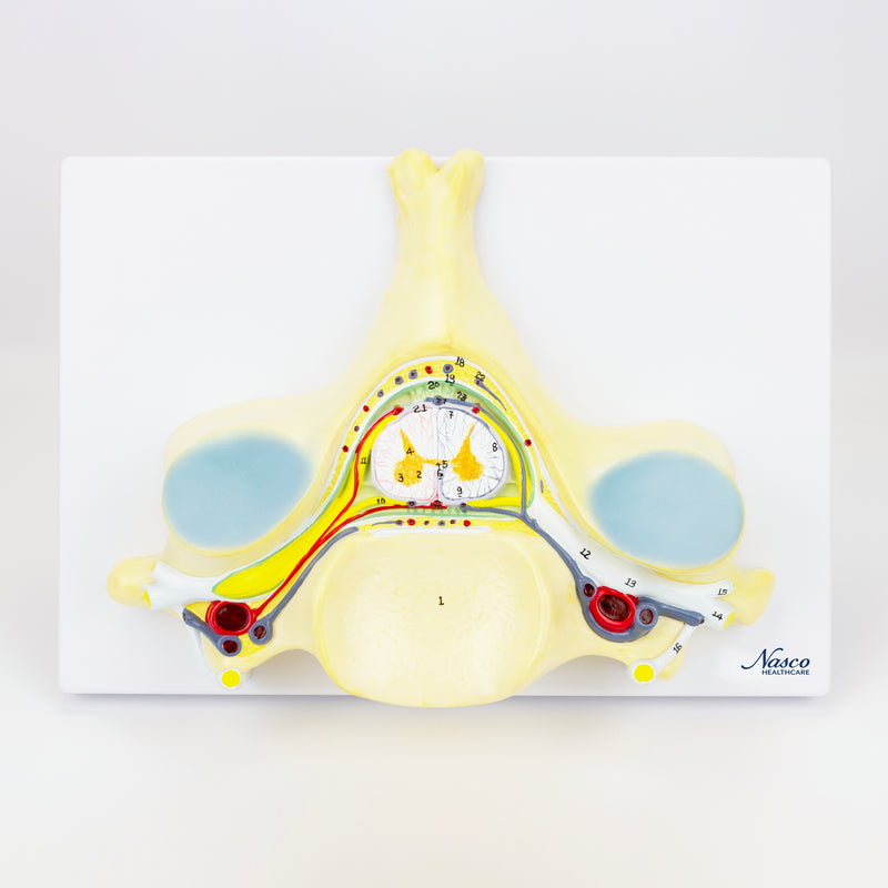 Tải hình ảnh vào trình xem Thư viện, 5th Cervical Vertebra, 7X Enlarged